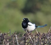 DSC_4811.jpg