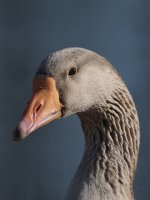 DSC_5505.jpg