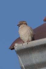 DSC_5527.jpg