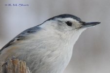 DSC_4438.jpg