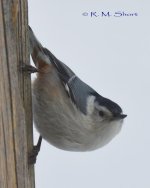 DSC_4457.jpg