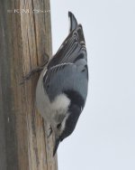 DSC_4459.jpg
