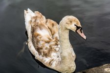 DSC_1020.jpg