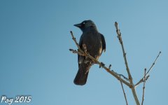 Sunset Crow.jpg