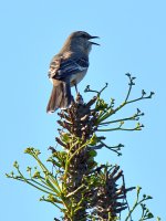 Mockingbird.jpg