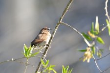 DSC_1359.JPG