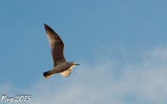 DSC_3563_DxO.jpg