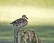 DSC_4855.jpg