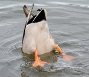DSC_5008.jpg