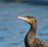 DSC_4957.jpg
