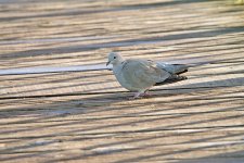 DSC_4965.jpg