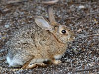 Rabbit.jpg