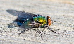 Fly-.jpg