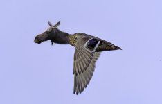 _DSC2509-2-Edit.jpg
