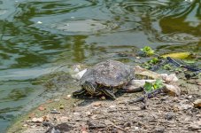 Turtle-at-Banbung-YPE-1.jpg