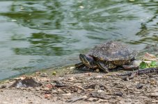 Turtle-at-Banbung-YPE-2.jpg