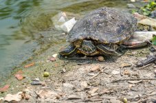 Turtle-at-Banbung-YPE-5.jpg