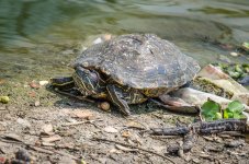 Turtle-at-Banbung-YPE-7.jpg