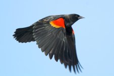 BBFly 307.jpg