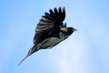 BBFly 308.jpg