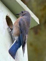 Bluebird.jpg