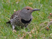 Flicker7.jpg