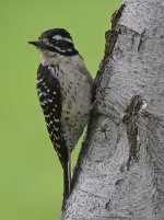 Woodpecker.jpg