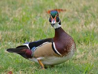 WoodDuck2.jpg