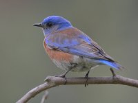 Bluebird2.jpg