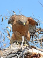 Hawk10.jpg