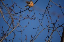 DSC_1712.jpg