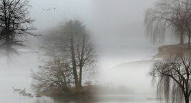 Fog collage_edited.jpg