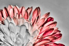 flowerhdr5-2.jpg