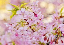 Sakura 058.jpg