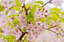 Sakura 089.jpg