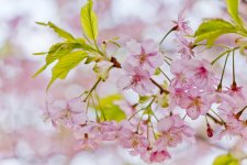 Sakura 109.jpg