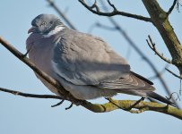 DSC_5042.jpg