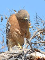 Hawk12_2015_03_09.jpg