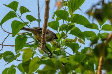 birds-at--Banbung-YPE-1.jpg