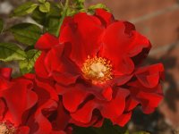 Rose.jpg