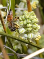 Bee.jpg