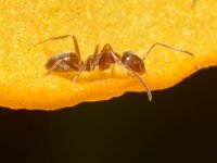 Ant.jpg