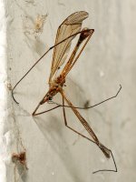 Mosquito.jpg