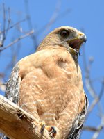 Hawk2.jpg