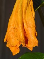 SpentFlower.jpg