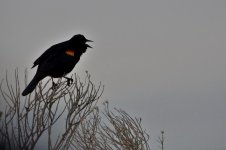 Redwing Blackbird Singing (1280x853).jpg