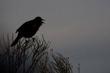 Blackbird Singing(1280x853).jpg