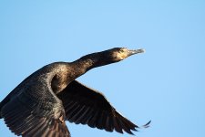 DSC_5129.jpg