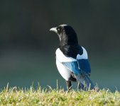 DSC_5198.jpg