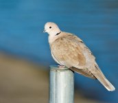 DSC_5145.jpg